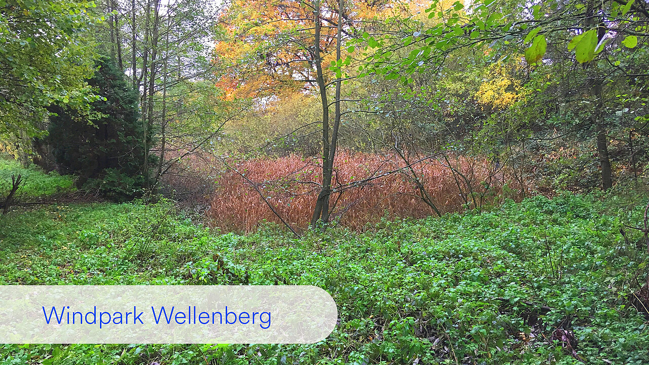 Ein Stück Land am Windpark Wellenberg im rheinland-pfälzischen Landkreis Bad Kreuznach: Durch die Ansammlung von Sedimenten und abgestorbenen Pflanzenteilen hat sich viel Schlamm gebildet - die Teiche sind verlandet.