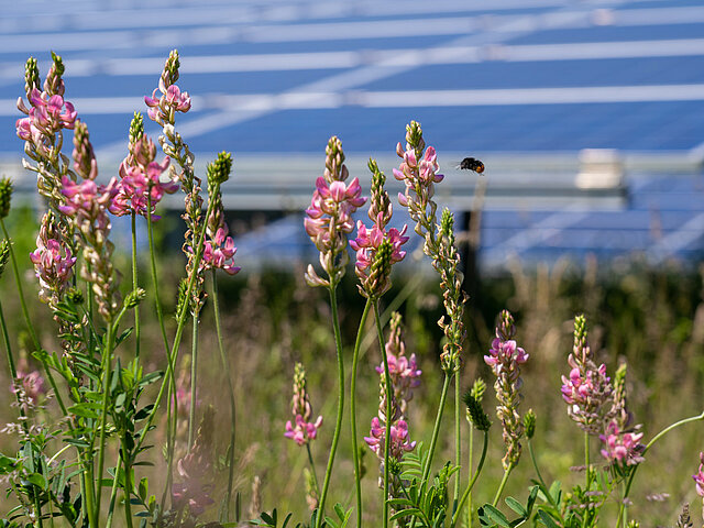 Blumen mit einer Biene vor Solarmodulen in einem Solarpark.