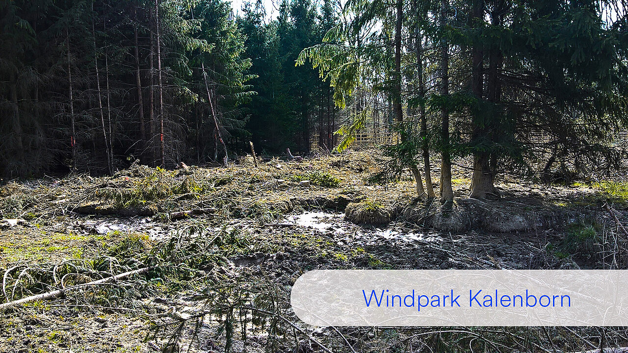 Das "Vorher"-Bild des Tümpels am Standort Kalenborn bei Ahrweiler in Rheinland-Pfalz: Zu sehen ist ein Fichtenwald mit Wildschweinsuhle.