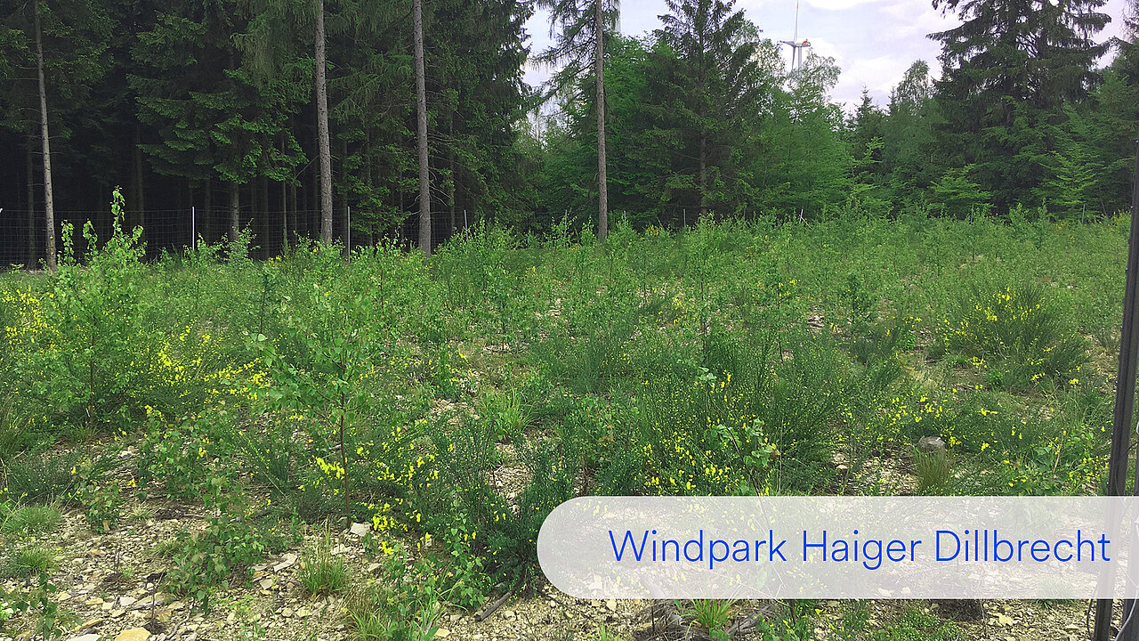 Hier ist die selbe Fläche zwei Jahre nach der Wiederaufforstung zu sehen. Die Fläche ist bereits deutlich grüner.