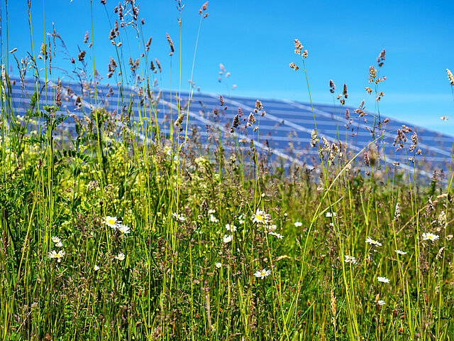 Gräser wachsen hoch zu Solarmodulen in einem Freiflächensolarark.