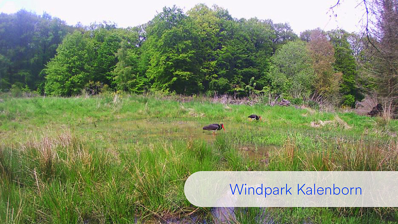 Das Bild wurde an fast identischer Stelle aufgenommen. Ein Schwarzstorch-Paar hat das neu angelegte Habitat bereits erobert.