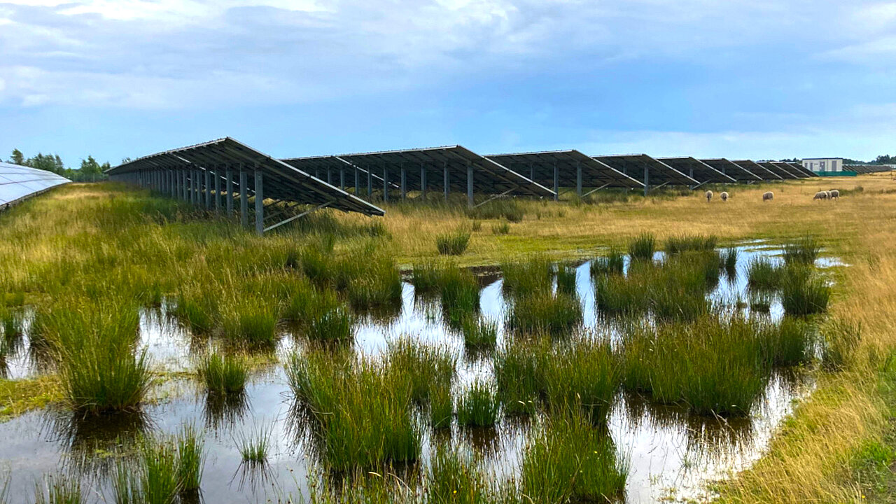 Der Solarpark Georgsdorf, errichtet im Jahr 2010, liegt auf einem abgetorften Moorboden und stellt besondere Anforderungen an Planung und Pflege, da Teile der Anlage ganzjährig unter Wasser stehen. Um ein Einsinken der Konstruktion zu verhindern, wurde ein spezielles Fundamentkonzept entwickelt. Auch die Pflege muss äußerst schonend erfolgen, um seltene Arten wie den Großen Brachvogel oder eine geschützte Heuschreckenart nicht zu gefährden.
Die Grünpflege muss äußerst schonend erfolgen, um seltene Arten wie den Großen Brachvogel oder eine geschützte Heuschreckenart nicht zu gefährden. Die einzige wirtschaftlich darstellbare Option ist die Beweidung mit Schafen – konkret mit bis zu 400 Tieren der hornlosen Rasse Moorheideschnucke. Diese beweiden die Fläche abschnittsweise von März bis November. Die Moorheideschnucke ist die ideale Rasse für die Pflege sensibler Moorstandorte, da sie keine Schäden im weichen Boden verursacht.
Darüber hinaus ist die Rasse besonders gut geeignet, da die Tiere sehr klein sind und keine Kabel ziehen. Die Schafrasse verbeißt zuverlässig alle Gehölze, was andere Schafrassen in dieser Form nicht können.
Ergänzend zur Beweidung mit Schafen erfolgt einmal jährlich eine gezielte mechanische Entfernung von unerwünschter Vegetation. Ein Freiflächensolarpark mitten in einer Moorlandschaft.