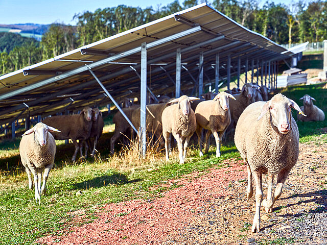 Eine Herde Schafe beweiden eine Freiflächensolaranlage. Die Sonne scheint.